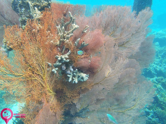 Corales tipo gorgonia o abanicos de mar creciendo en las aguas cristalinas bajo el puente de madera de la aldea de Pulau Papan